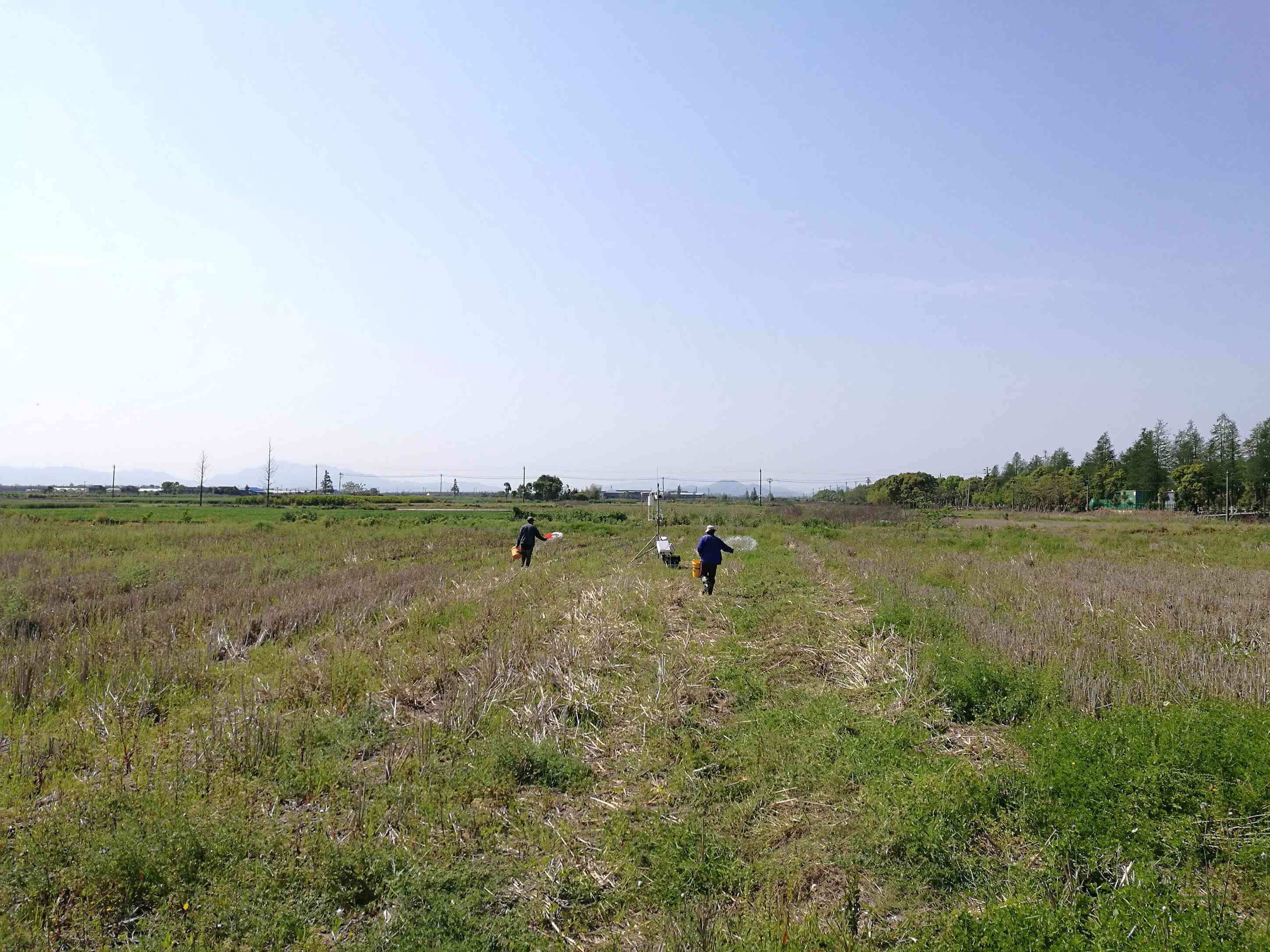 稻田施肥作業(yè)